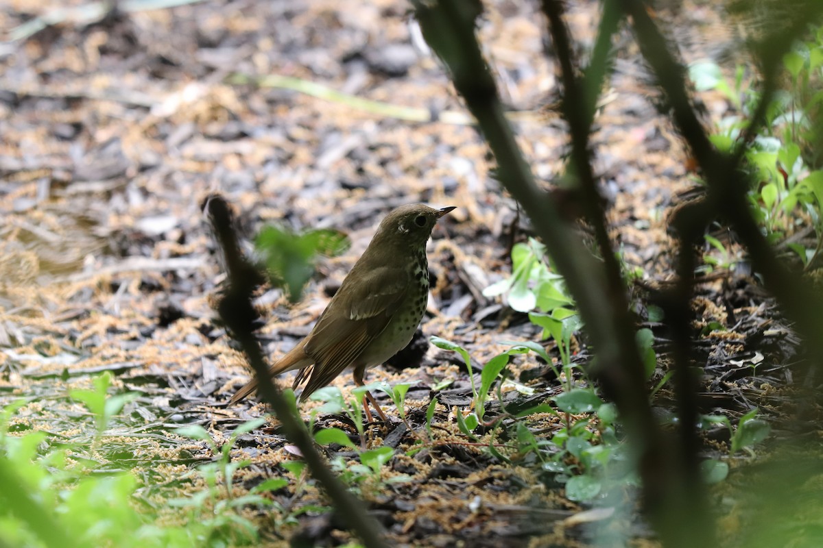 Hermit Thrush - RIIO LU