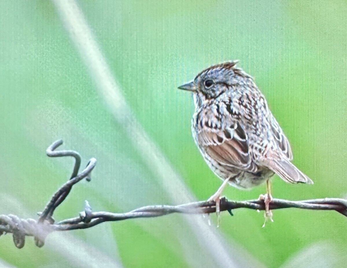 Lincoln's Sparrow - Darchelle Worley