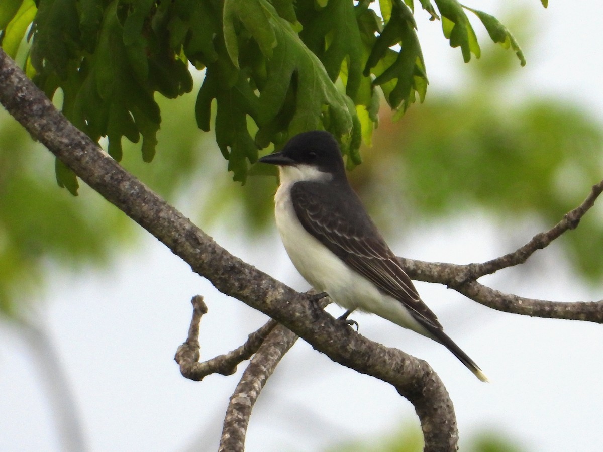 Eastern Kingbird - Samuel Belley