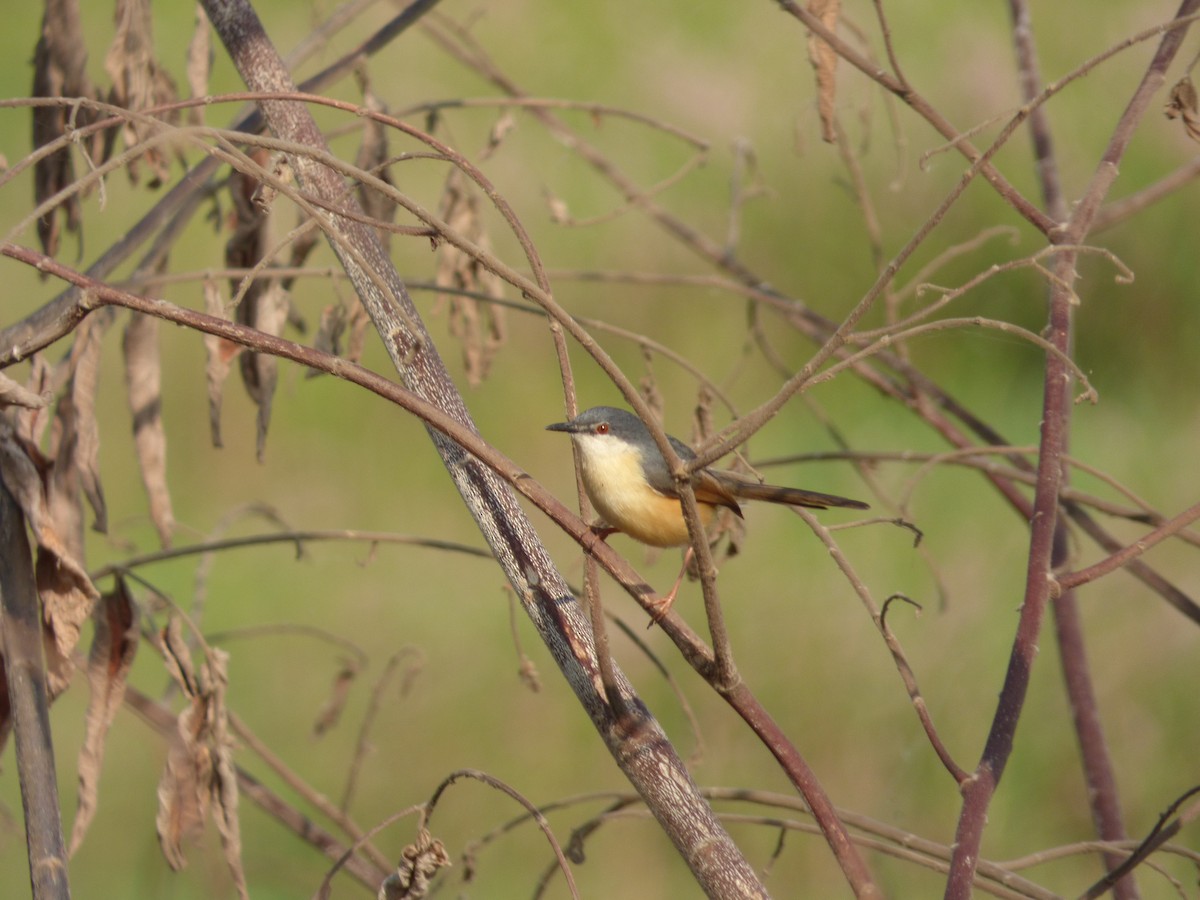 Common Tailorbird - ML618132624