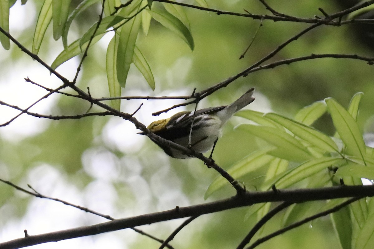 Black-throated Green Warbler - RIIO LU