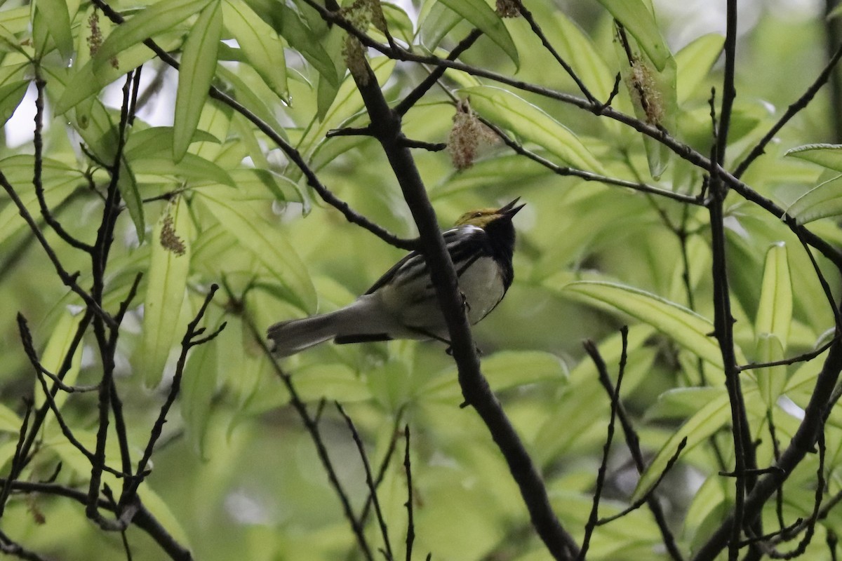 Black-throated Green Warbler - RIIO LU