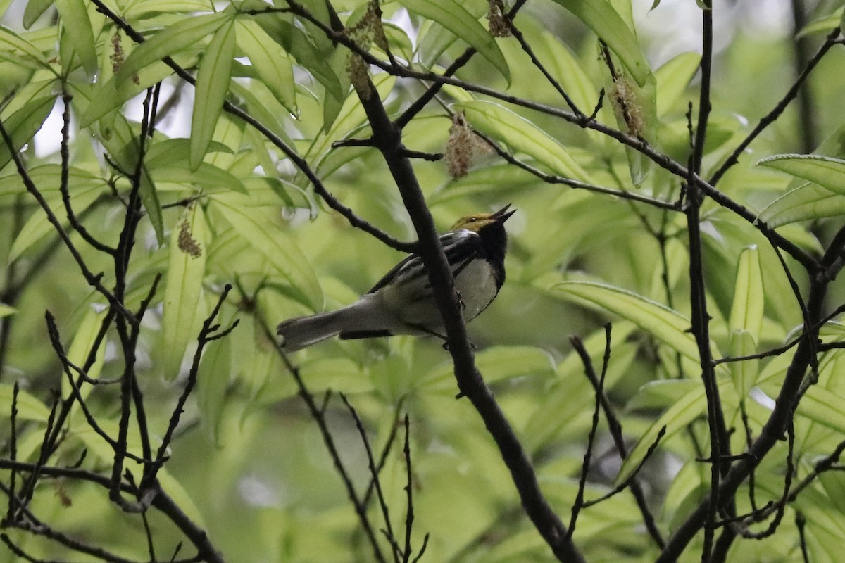 Black-throated Green Warbler - RIIO LU