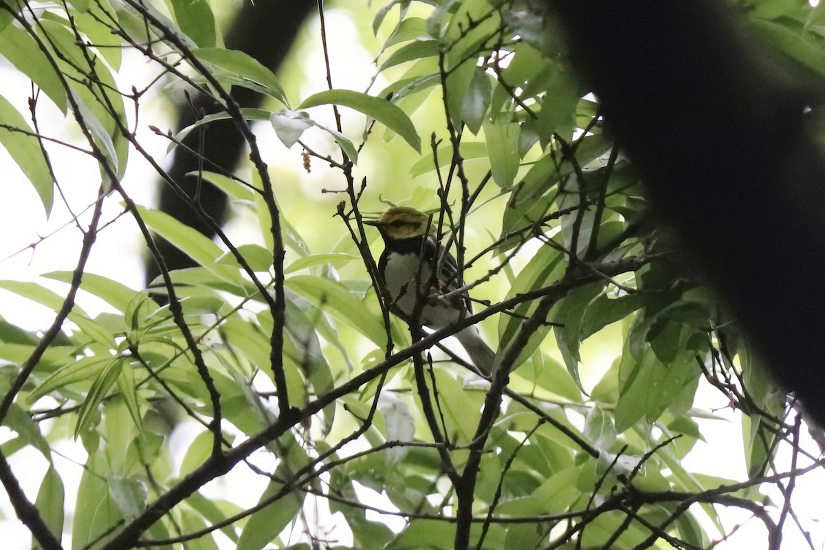 Black-throated Green Warbler - RIIO LU