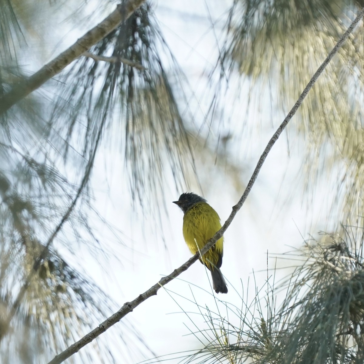 Gray-headed Canary-Flycatcher - Simon Thornhill