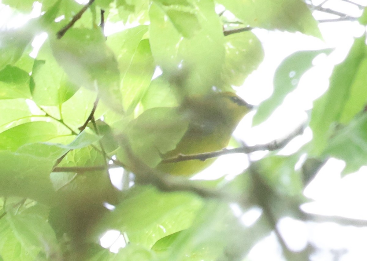 Blue-winged Warbler - Carl Hughes