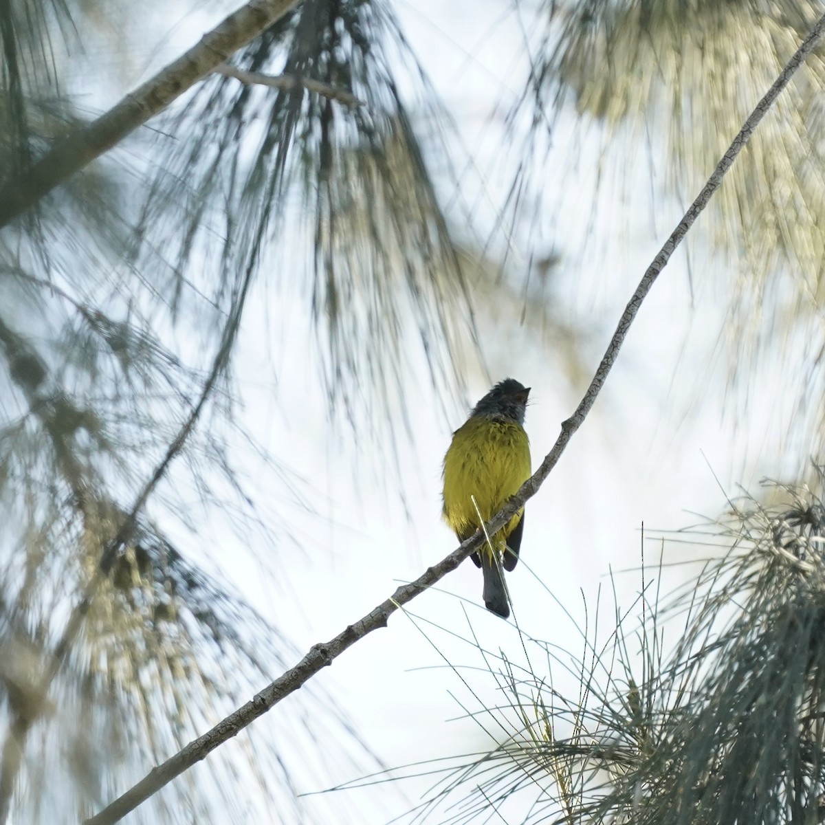Gray-headed Canary-Flycatcher - Simon Thornhill