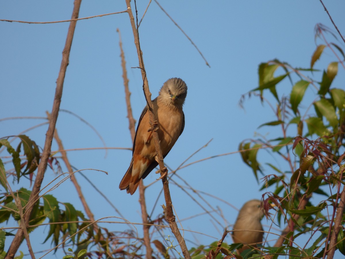 Chestnut-tailed Starling - ML618132677