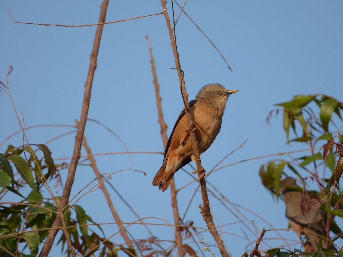 Chestnut-tailed Starling - ML618132678