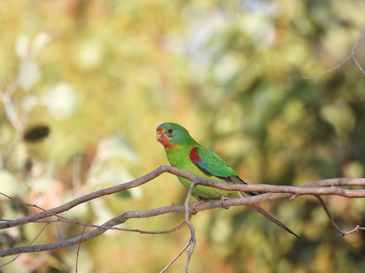 Swift Parrot - Linda Hayes