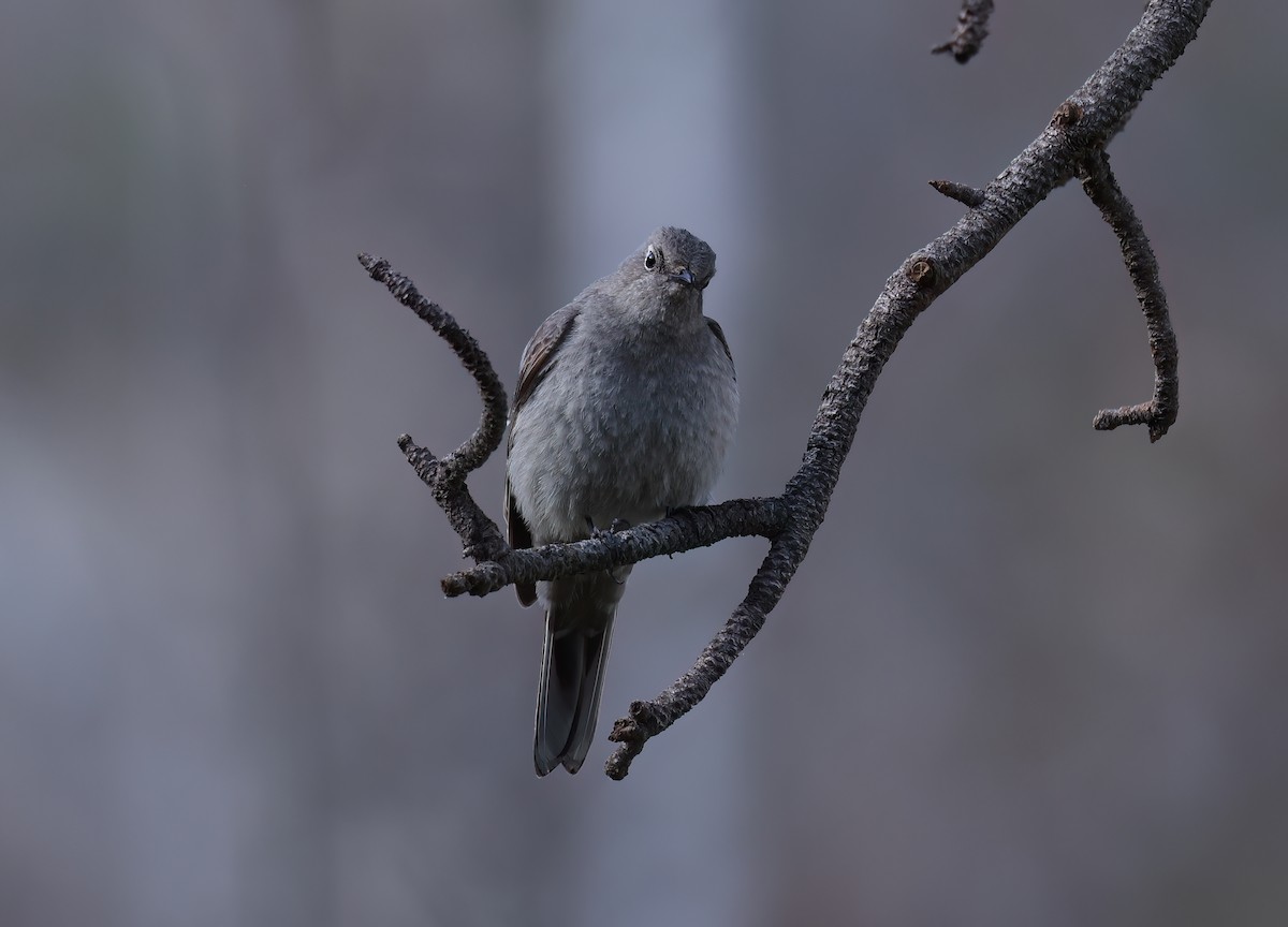 Townsend's Solitaire - Matt Yawney