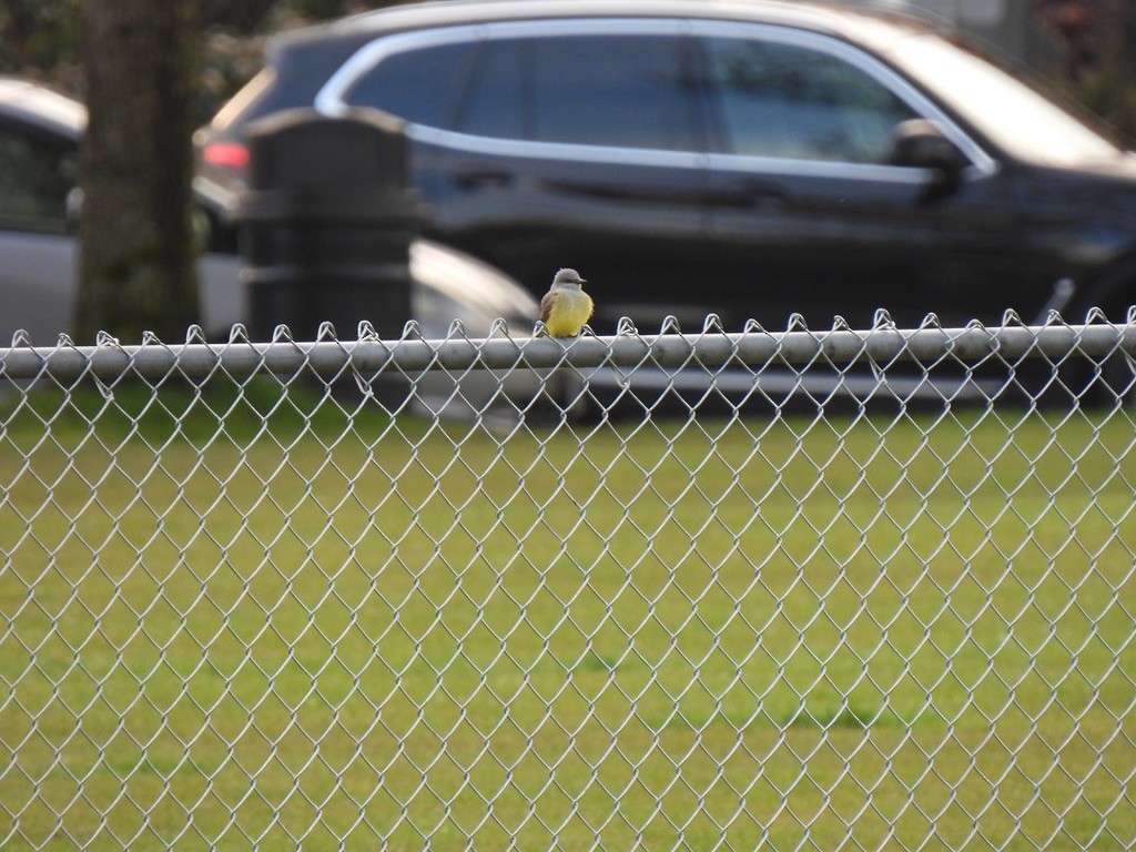 Western Kingbird - ML618132685