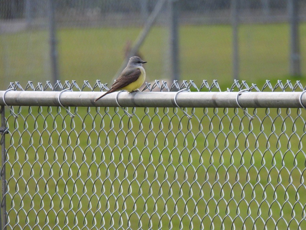 Western Kingbird - Keith Riding