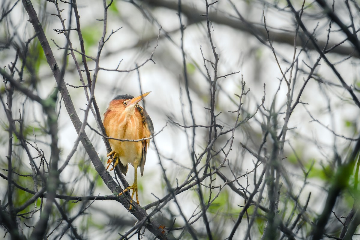 Least Bittern - Collin Porter