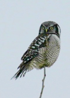 Northern Hawk Owl - ML61813271
