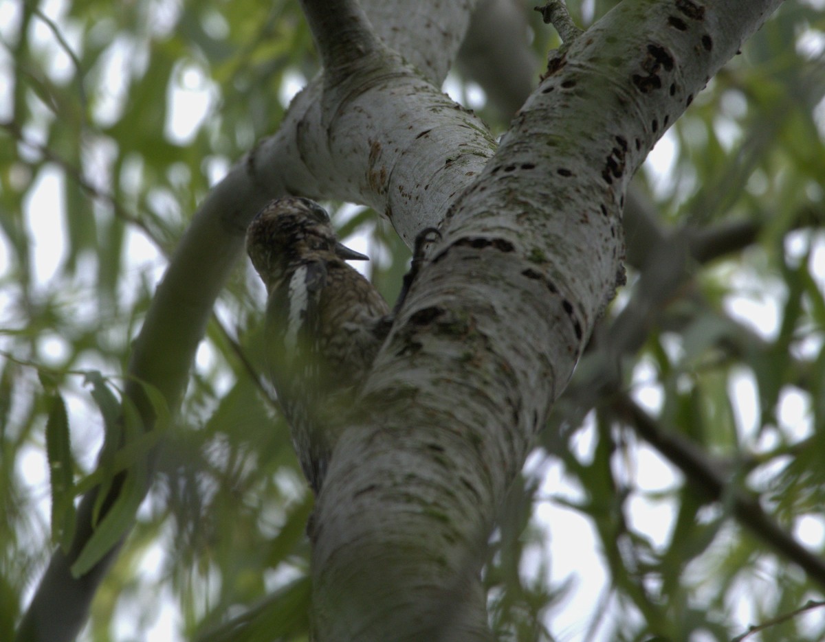 Yellow-bellied Sapsucker - Carl Hughes