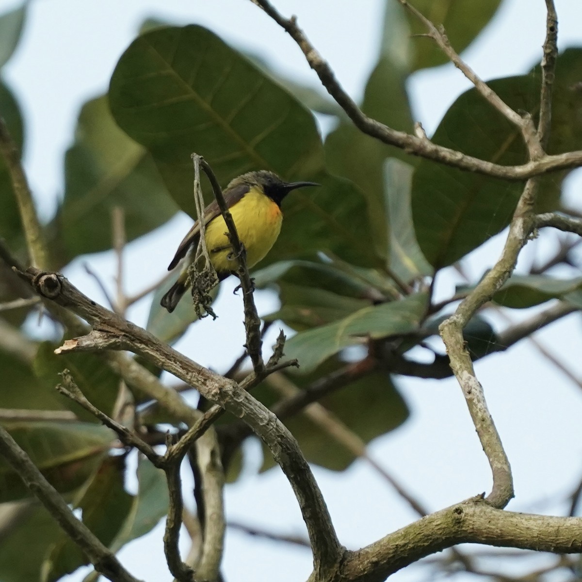 Apricot-breasted Sunbird - Simon Thornhill