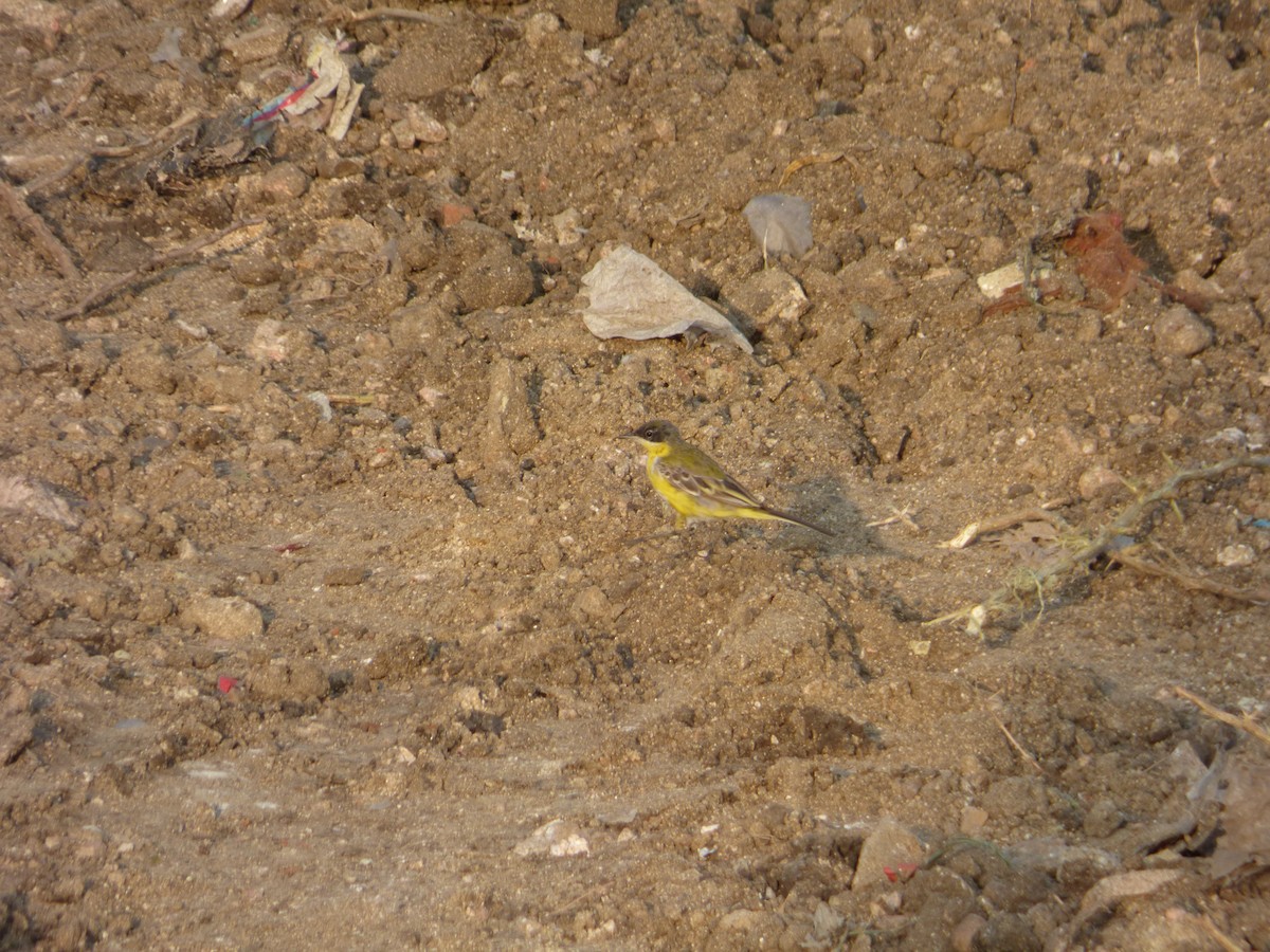 Western Yellow Wagtail - ML618132758