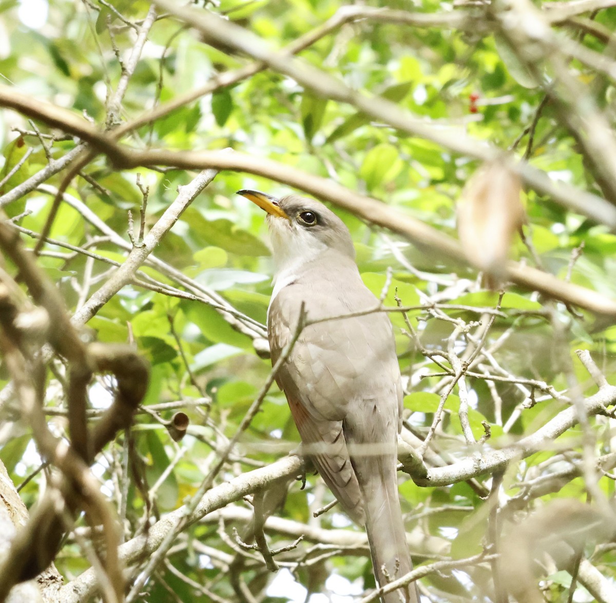 Yellow-billed Cuckoo - Carl Hughes