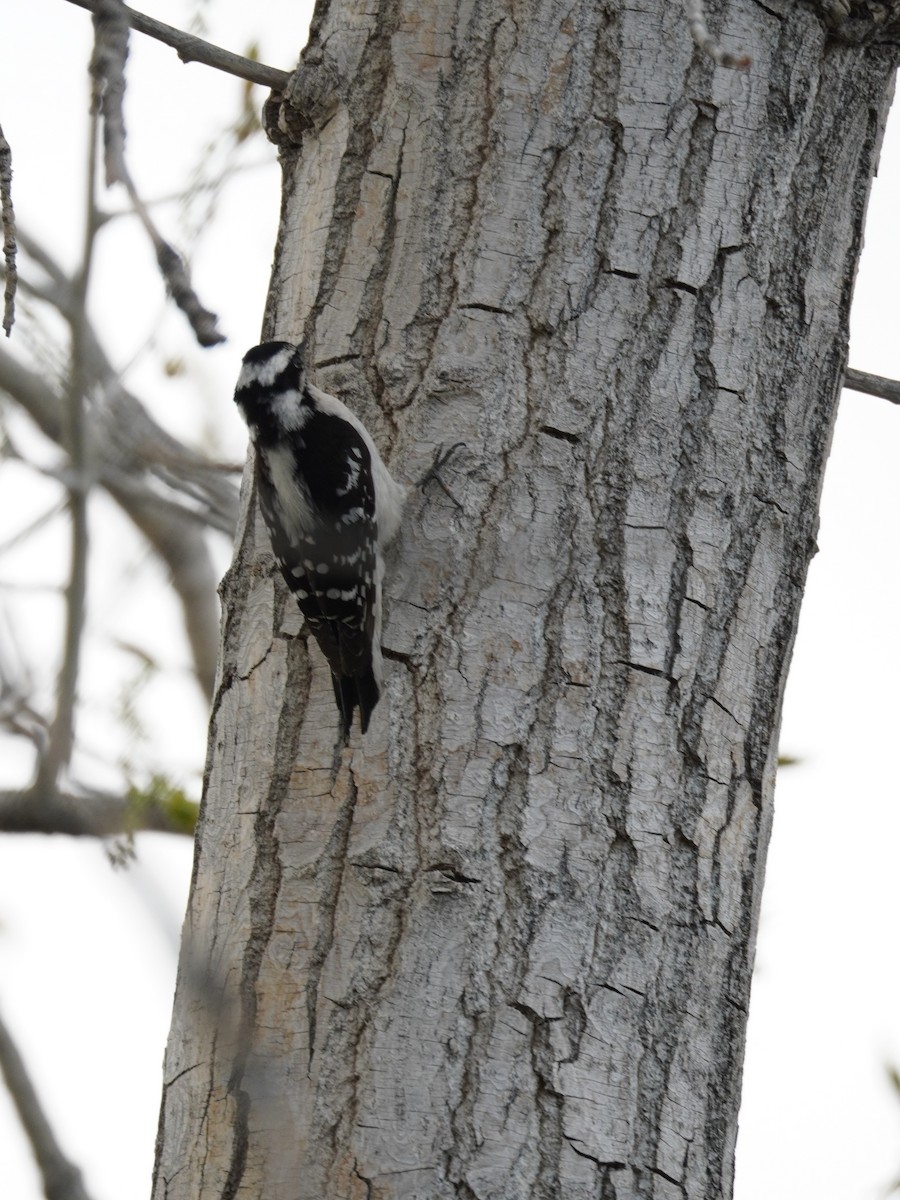 Downy Woodpecker - Kristy Dhaliwal