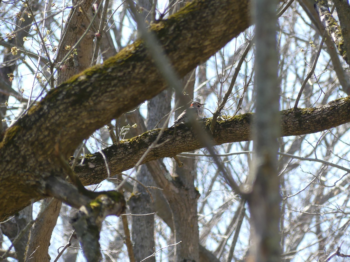 Northern Flicker - Konrad Temlitz