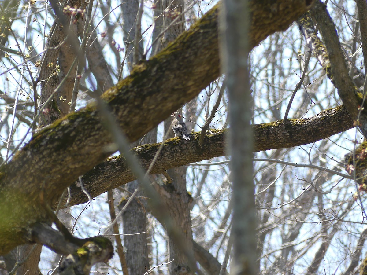 Northern Flicker - Konrad Temlitz