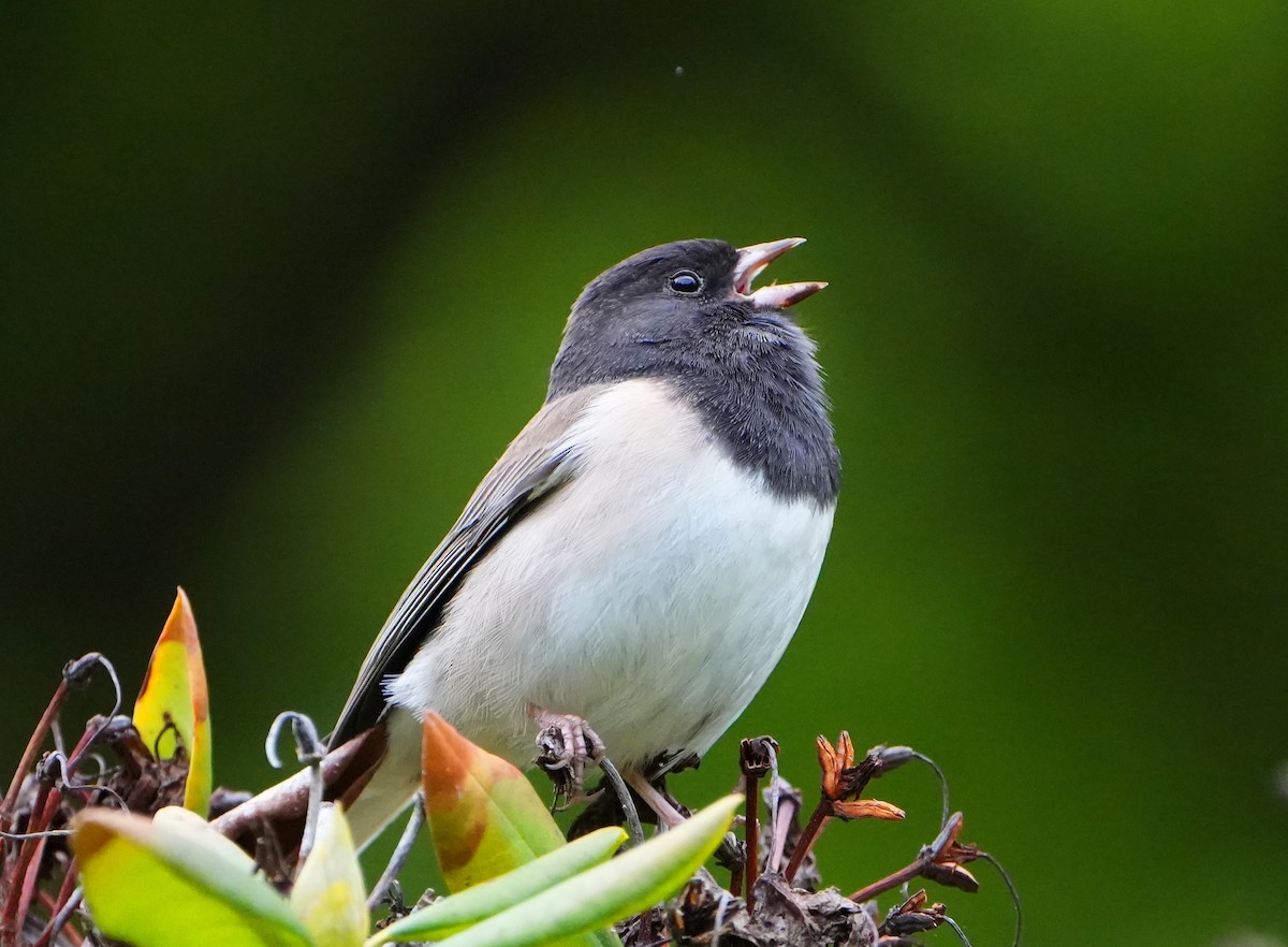 Dark-eyed Junco (Oregon) - Jack Maynard