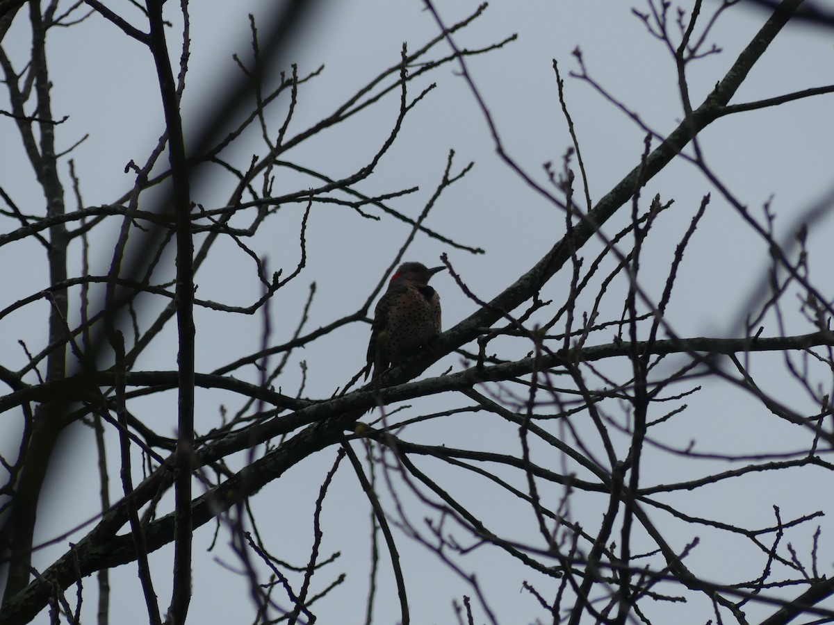 Northern Flicker - Konrad Temlitz