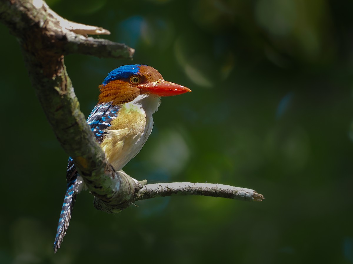 Banded Kingfisher - Kamin Kamani