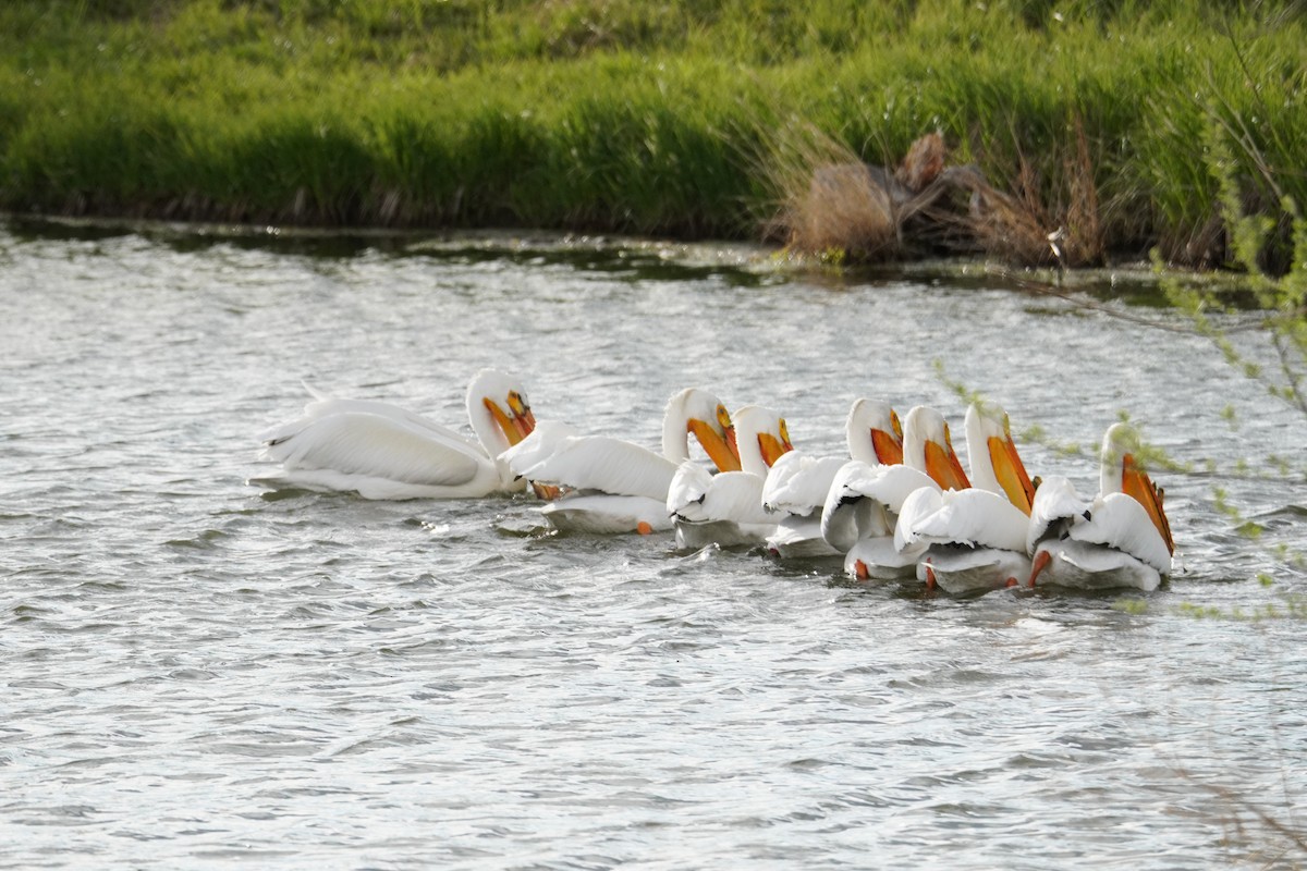 American White Pelican - Kristy Dhaliwal