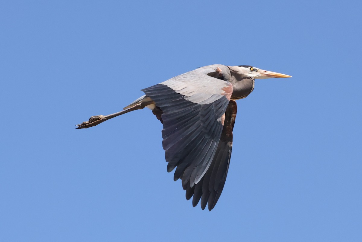 Great Blue Heron - Michael Gallo