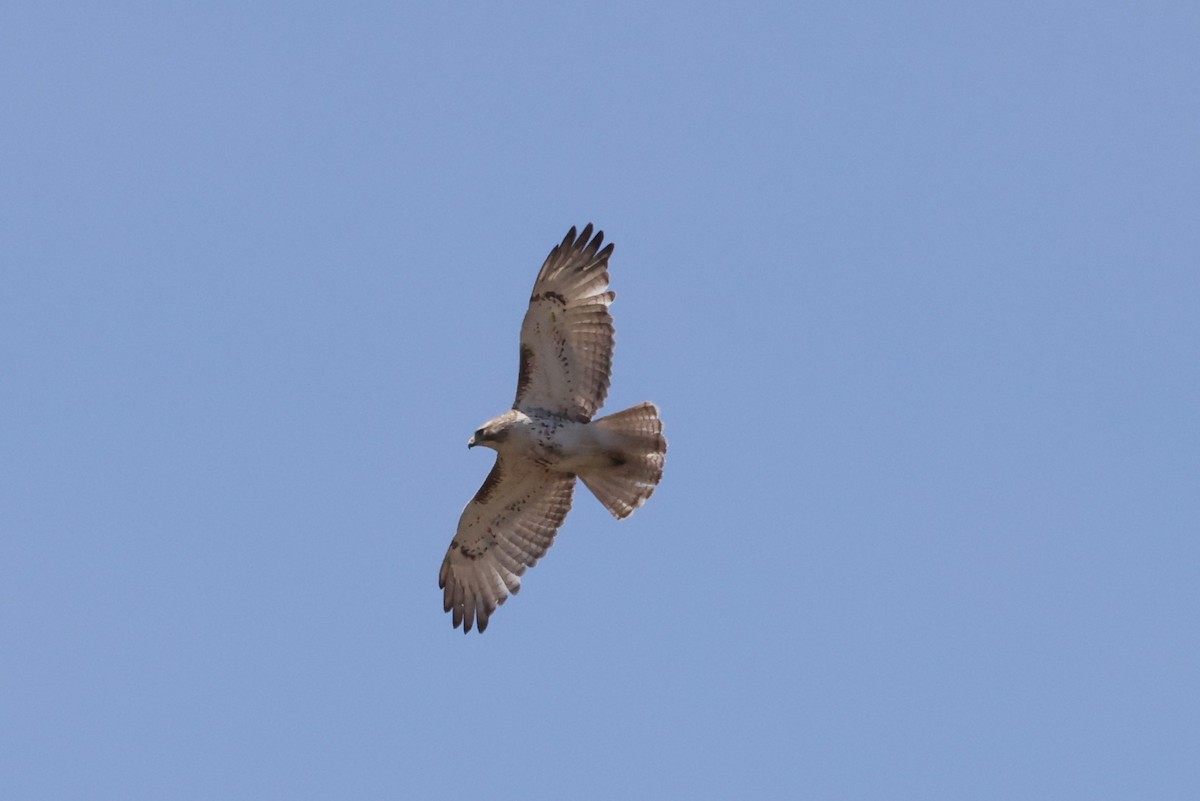 Red-tailed Hawk - Michael Gallo