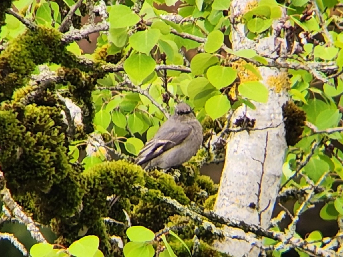 Townsend's Solitaire - ML618132850