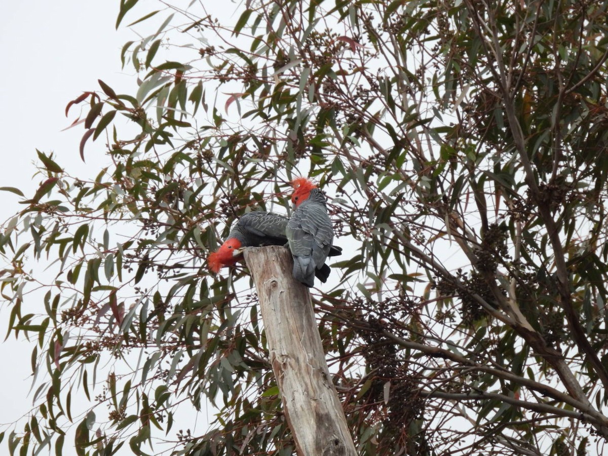 Gang-gang Cockatoo - Julie Mclennan