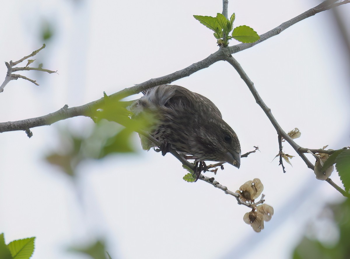 Purple Finch - ML618132867