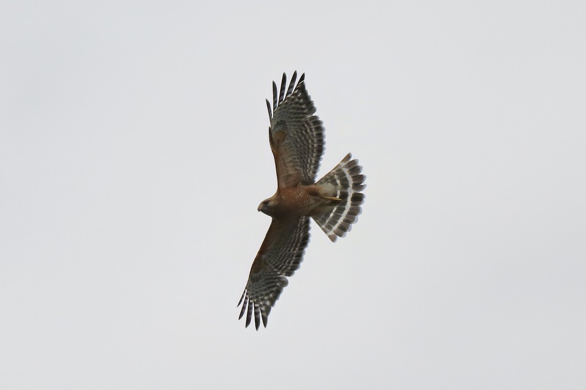 Red-shouldered Hawk - RIIO LU