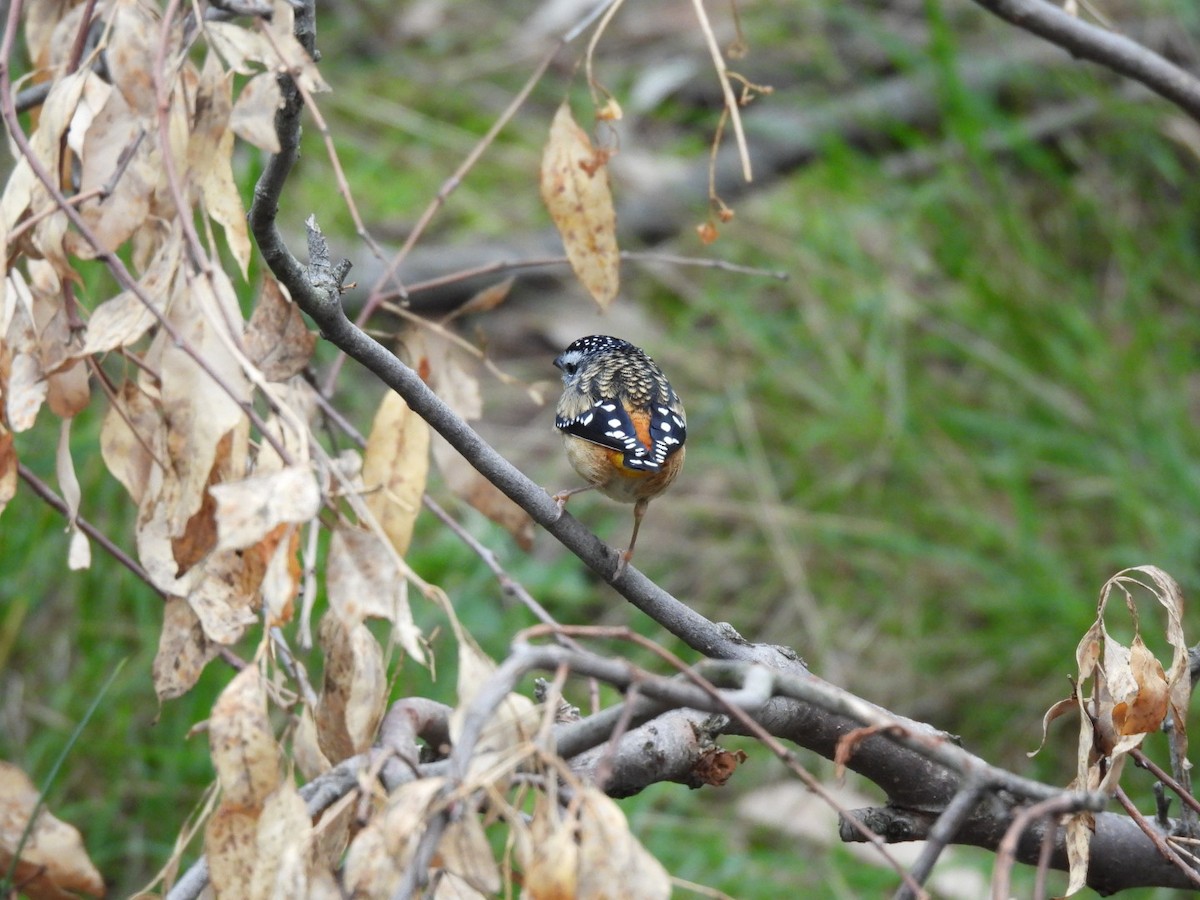 Spotted Pardalote - Julie Mclennan