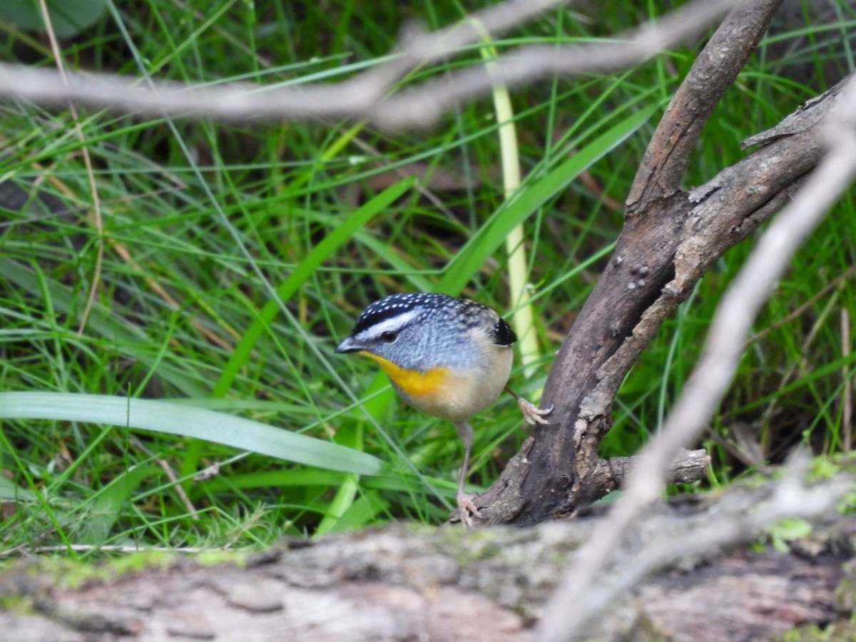 Spotted Pardalote - Julie Mclennan