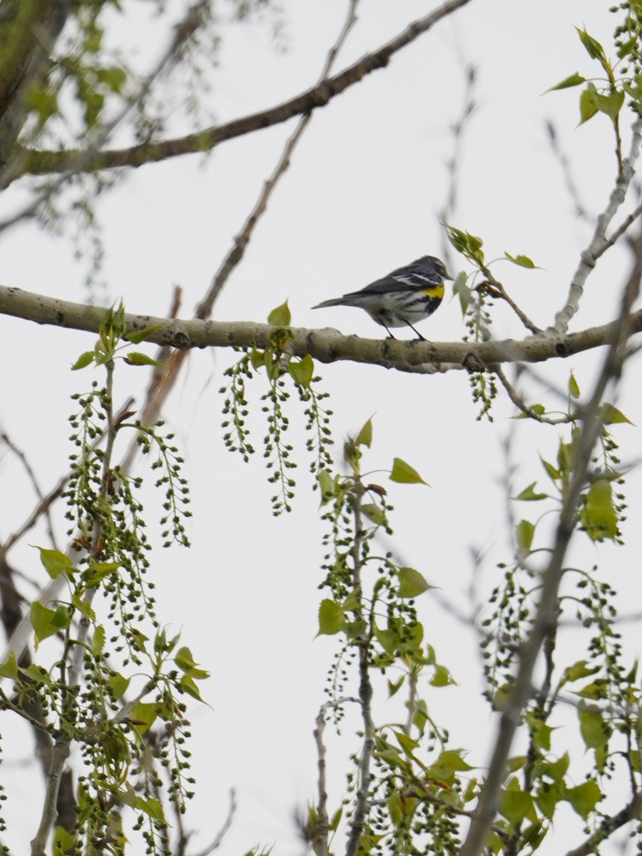 Yellow-rumped Warbler - Kristy Dhaliwal