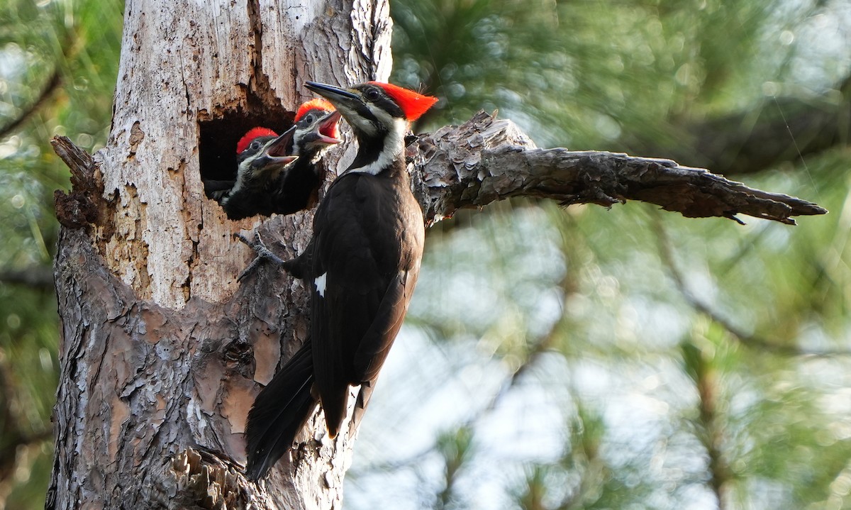 Pileated Woodpecker - Dave Bowman