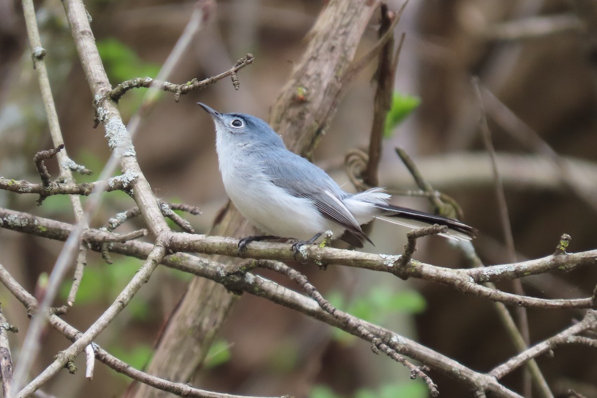 Blue-gray Gnatcatcher - Santos Rodriguez