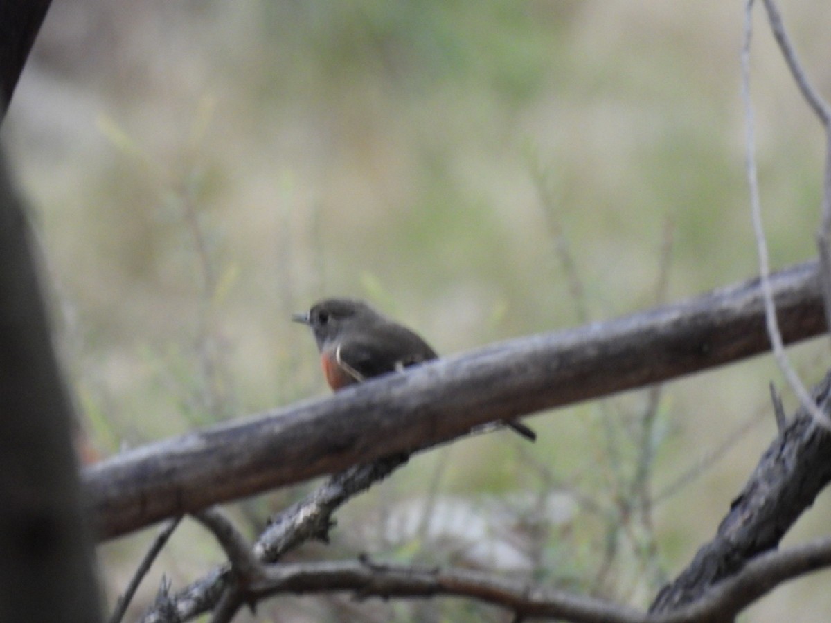 Scarlet Robin - Julie Mclennan