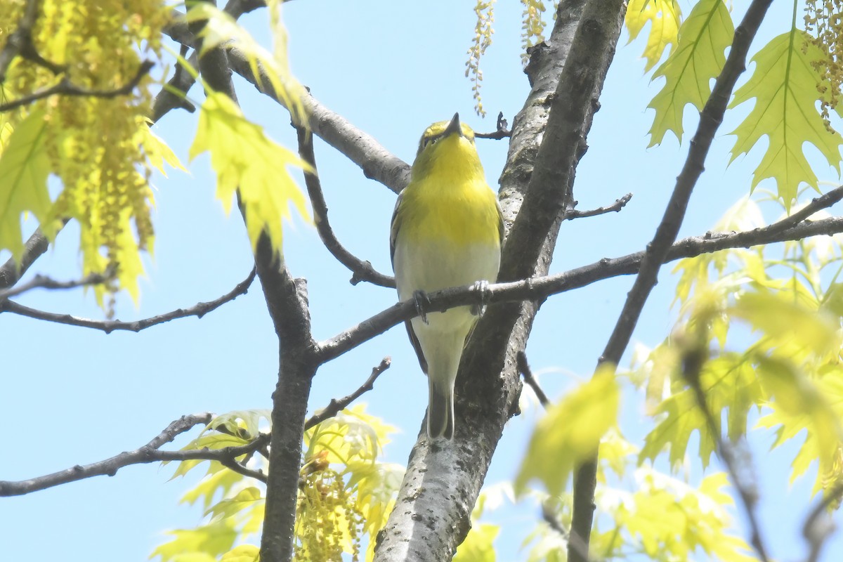 Yellow-throated Vireo - Gigi A