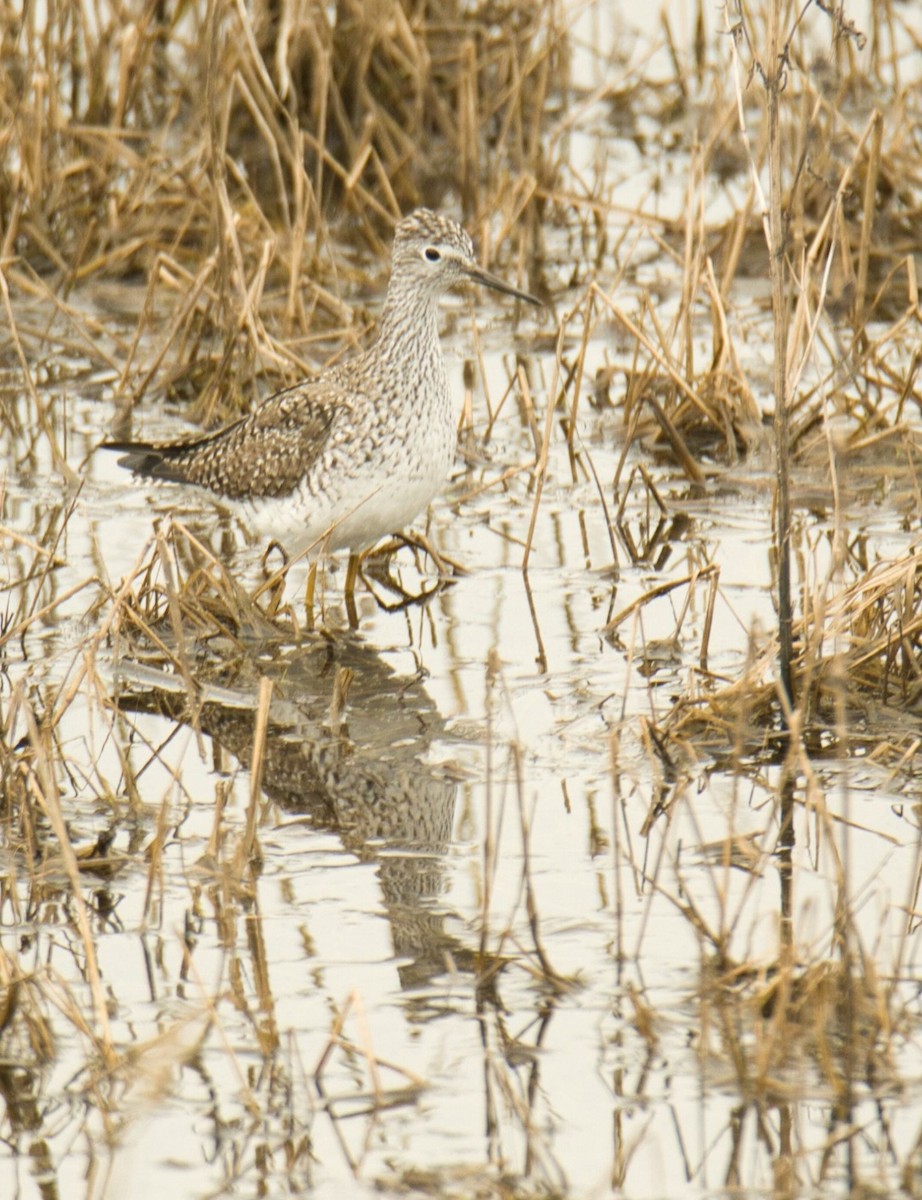 Lesser Yellowlegs - ML618132954