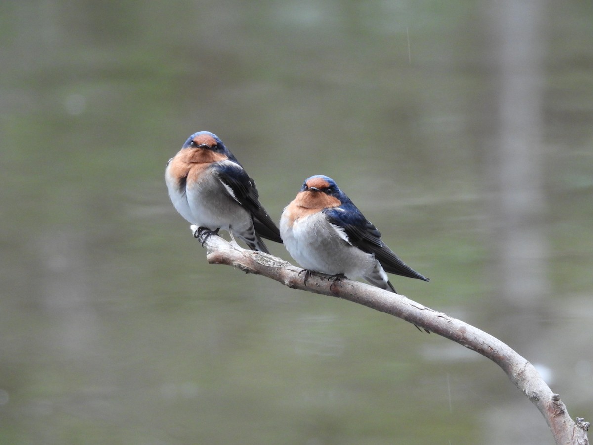 Welcome Swallow - Julie Mclennan