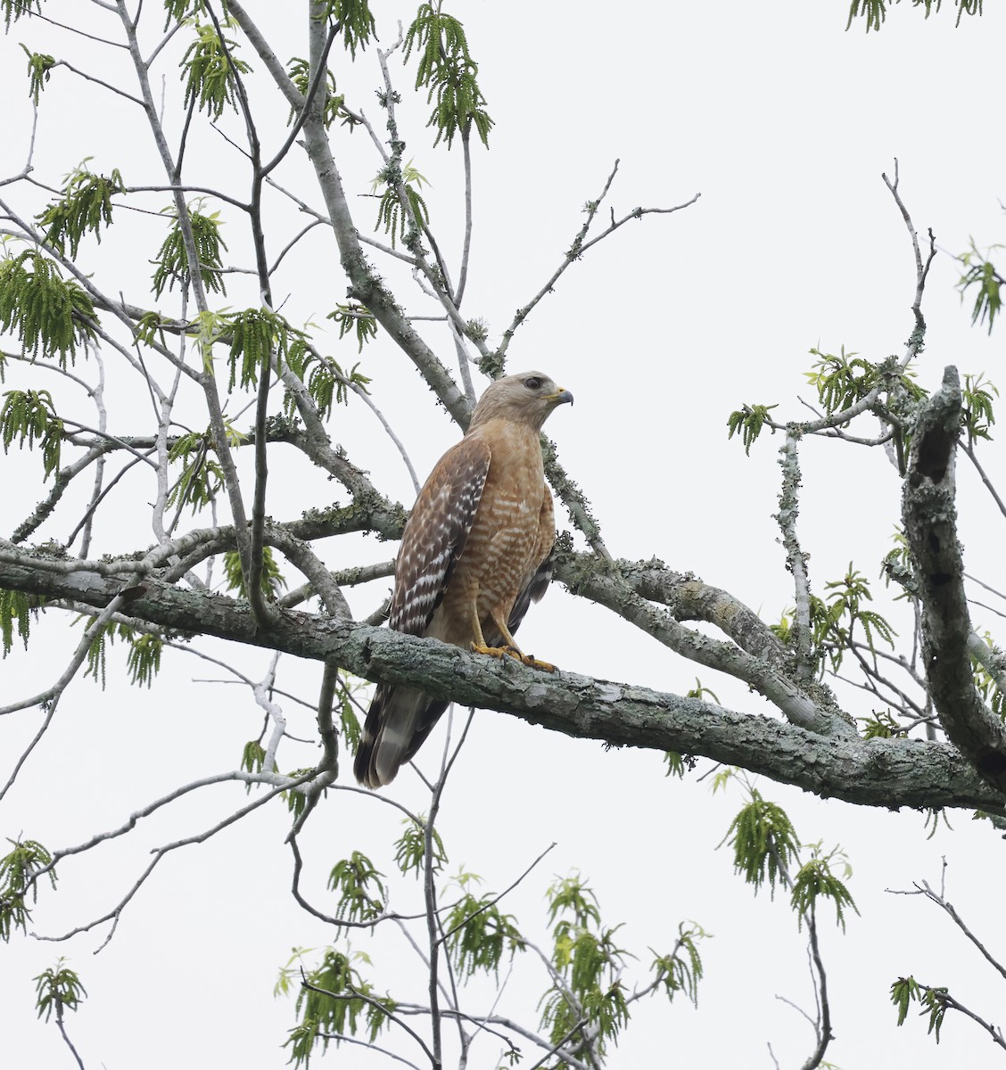 Red-shouldered Hawk - Carl Hughes