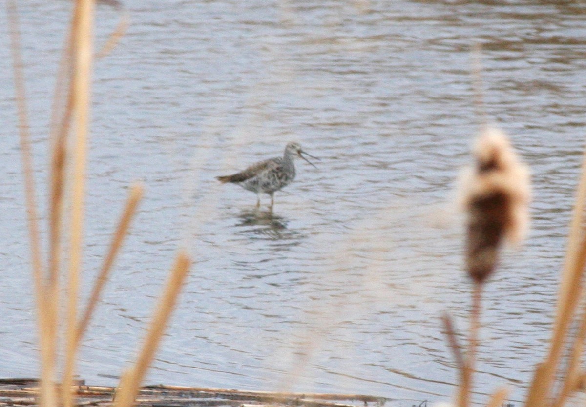 Greater Yellowlegs - Muriel & Jennifer Mueller