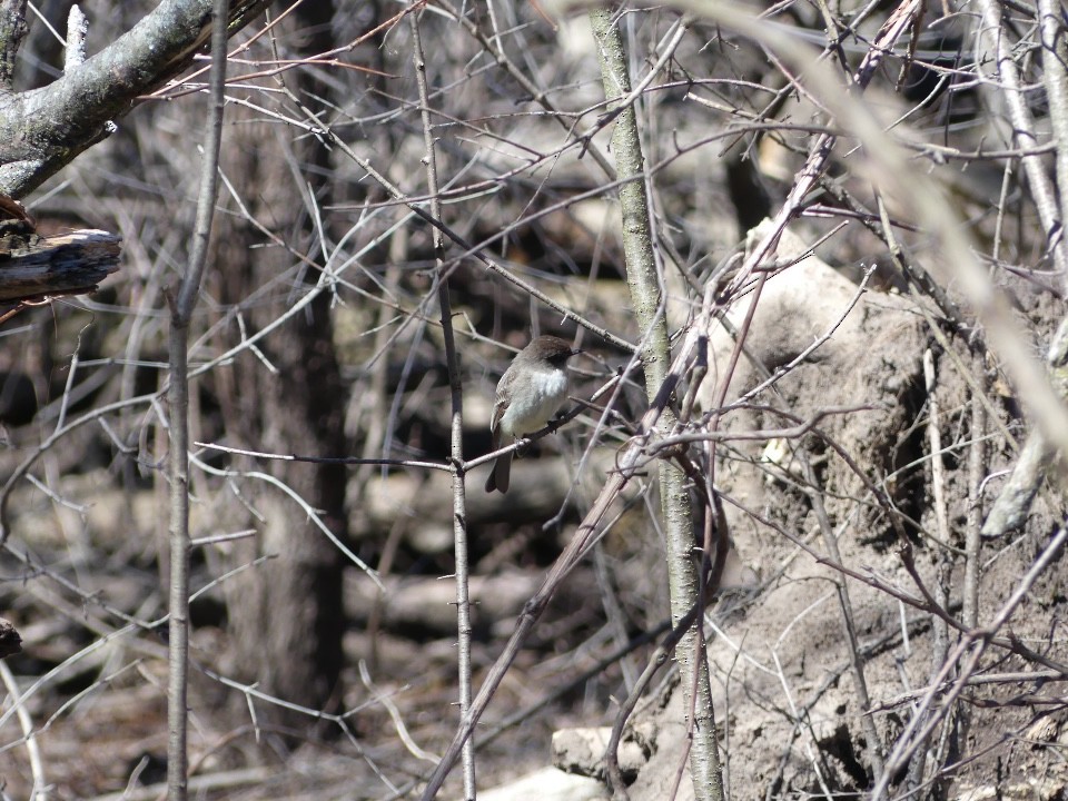 Eastern Phoebe - Konrad Temlitz