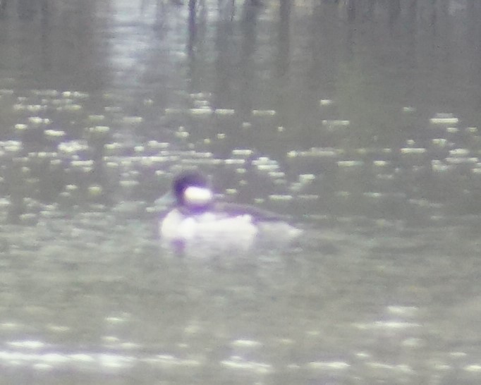 Bufflehead - Mark Ross