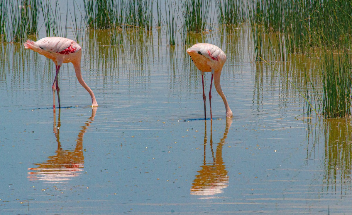 Lesser Flamingo - Elena Kreuzberg